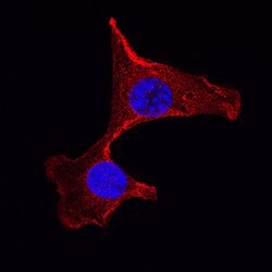 Human/Mouse/Rat GSK-3 beta Antibody, R D Systems 25&mu;g; Unlabeled:Antibodies,