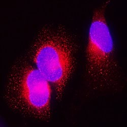 Human Galectin-3BP/MAC-2BP Antibody, R D Systems 100&mu;g; Unlabeled:Antibodies,