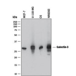 Human/Mouse/Rat Galectin-3 Antibody, R D Systems 25&mu;g; Unlabeled:Antibodies,