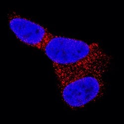 Human Glut3 Antibody, R D Systems 25&mu;g; Unlabeled:Antibodies, Monoclonal
