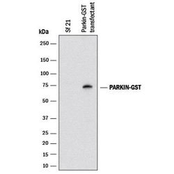 Glutathione S-Transferase/GST Antibody, R D Systems:Antibodies:Primary