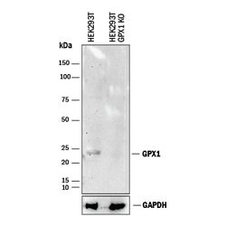 Human/Mouse/Rat Glutathione Peroxidase 1/GPX1 Antibody, R D Systems 25&mu;g;