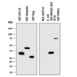 Glutathione S-Transferase/GST Antibody, R D Systems 100ug; Unlabeled:Antibodies,
