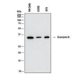 Human Granzyme K Antibody, R D Systems:Antibodies:Primary Antibodies