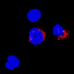 Human Granzyme H Biotinylated Antibody, R D Systems 50&mu;g; Biotin:Antibodies,