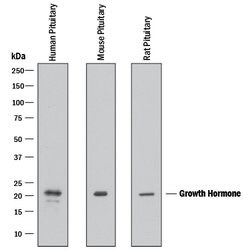 Human/Mouse/Rat Growth Hormone Antibody, R D Systems 100&mu;g; Unlabeled:Antibodies,