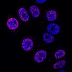 Human HES-1 Antibody, R D Systems 25&mu;g; Unlabeled:Antibodies, Monoclonal