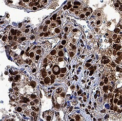 Human HES-1 Antibody, R D Systems 25&mu;g; Unlabeled:Antibodies, Monoclonal