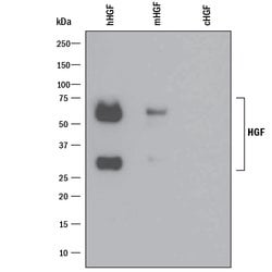 Human HGF Antibody, R D Systems 100&mu;g; Unlabeled:Antibodies, Polyclonal
