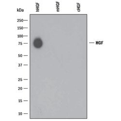 Human HGF Antibody, R D Systems 100&mu;g; Unlabeled:Antibodies, Monoclonal
