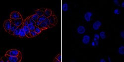 Human HGFR/c-MET Antibody, R D Systems 25&mu;g; Unlabeled:Antibodies, Polyclonal