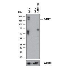 Human HGFR/c-MET Antibody, R D Systems 25&mu;g; Unlabeled:Antibodies, Polyclonal