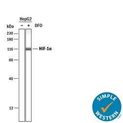 Human HIF-1 alpha/HIF1A Antibody, R D Systems 100 &mu;g; Unconjugated:Antibodies,