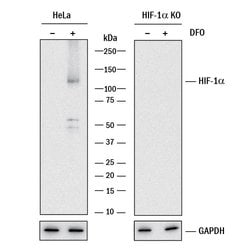 Human HIF-1 alpha/HIF1A Antibody, R D Systems 100 &mu;g; Unconjugated:Antibodies,