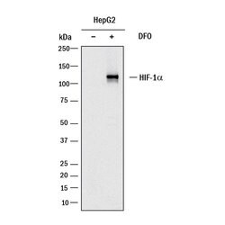 Human HIF-1 alpha/HIF1A Antibody, R D Systems 100 &mu;g; Unconjugated:Antibodies,