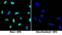 Human HIF-1 alpha/HIF1A Antibody, R D Systems:Antibodies:Primary Antibodies