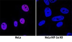 Human/Mouse/Rat HIF-1 alpha/HIF1A Antibody, R D Systems 100&mu;g; Unlabeled:Antibodies,