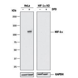 Human/Mouse/Rat HIF-1 alpha/HIF1A Antibody, R D Systems 25&mu;g; Unlabeled:Antibodies,