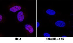 Human/Mouse/Rat HIF-1 alpha/HIF1A Antibody, R D Systems 25&mu;g; Unlabeled:Antibodies,