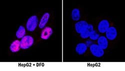 Human HIF-2 alpha/EPAS1 Antibody, R D Systems:Antibodies:Primary Antibodies