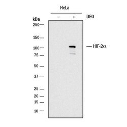 Human HIF-2 alpha/EPAS1 Antibody, R D Systems:Antibodies:Primary Antibodies