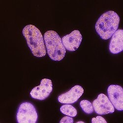 Human HIST3H3 Antibody, R D Systems 25ug; Unlabeled:Antibodies, Monoclonal