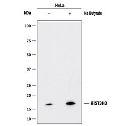 Human HIST3H3 Antibody, R D Systems 25ug; Unlabeled:Antibodies, Monoclonal