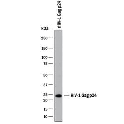 Viral HIV-1 Gag p24 Antibody, R 25ug; Unlabeled:Antibodies, Monoclonal