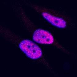 Human/Mouse HMGB1/HMG-1 Antibody, R D Systems 25 &mu;g; Unconjugated:Antibodies,