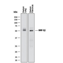 Human/Mouse/Rat HNF-3 beta/FoxA2 Antibody, R D Systems 100ug; Unlabeled:Antibodies,