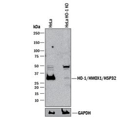 Human/Mouse HO-1/HMOX1/HSP32 Antibody, R D Systems 25&mu;g; Unlabeled:Antibodies,