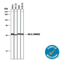 Human/Mouse/Rat HO-2/HMOX2 Antibody, R D Systems 100 &mu;g | Buy Online | R&D Systems | Fisher Scientific