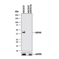 Human/Mouse HSP40/DNAJB1 Antibody, R D Systems 25&mu;g; Unlabeled:Antibodies,