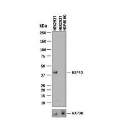 Human/Mouse/Rat HSP40/DNAJB1 Antibody, R D Systems 25&mu;g; Unlabeled:Antibodies,
