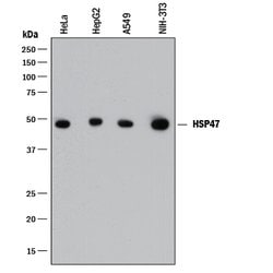 Human/Mouse HSP47 Antibody, R D Systems 25&mu;g; Unlabeled:Antibodies,