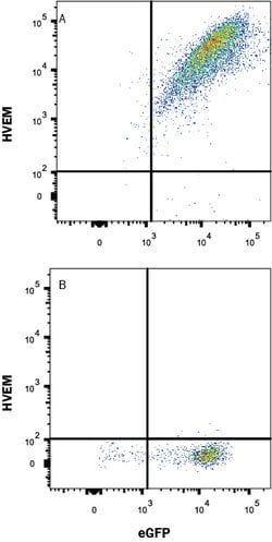 Mouse HVEM/TNFRSF14 Alexa Fluor 647-conjugated Antibody, R D Systems 100&mu;g:Antibodies,