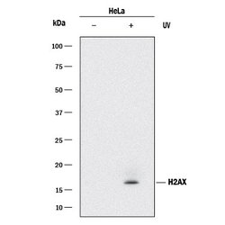Human Phospho-Histone H2AX (S139) Antibody, R D Systems 100&mu;g:Antibodies,