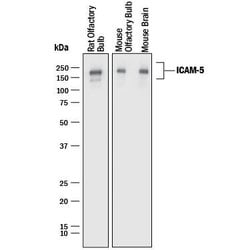 Mouse/Rat ICAM-5 Antibody, R D Systems:Antibodies:Primary Antibodies
