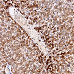 Human IDO2 Antibody, R D Systems 25 &mu;g; Unconjugated:Antibodies, Monoclonal