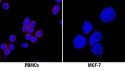 Human IFN-alpha Antibody, R D Systems 100 &mu;g; Unconjugated:Antibodies,
