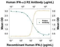 Human IFN-alpha/beta R2 Antibody, R D Systems 25 &mu;g; Unconjugated:Antibodies,