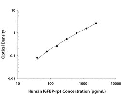 Human IGFBP-rp1/IGFBP-7 Antibody, R D Systems 100 &mu;g; Unconjugated:Antibodies,