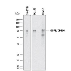 Human/Mouse/Rat IGSF8/CD316 Antibody, R D Systems 25&mu;g; Unlabeled:Antibodies,
