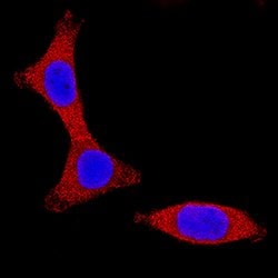 Human/Mouse/Rat IKK alpha Antibody, R D Systems 25&mu;g; Unlabeled:Antibodies,