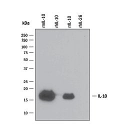 Mouse IL-10 Antibody, R D Systems 25&mu;g; Unlabeled:Antibodies, Polyclonal