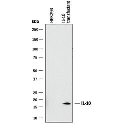 IL-10 Mouse anti-Human, Clone-948536, R D Systems 100&mu;g; Unlabeled:Antibodies,