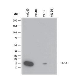 Mouse IL-10 Antibody, R D Systems 500&mu;g; Unlabeled:Antibodies, Monoclonal
