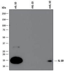 Rat IL-10 Antibody, R D Systems 25&mu;g; Unlabeled:Antibodies, Monoclonal
