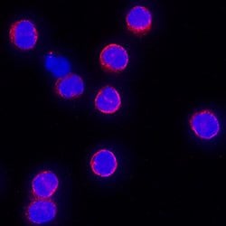 Human IL-10 Antibody, R D Systems:Antibodies:Primary Antibodies