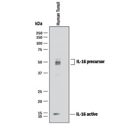 Human IL-16 C-terminal Peptide Antibody, R D Systems 25&mu;g; Unlabeled:Antibodies,